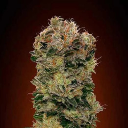  Auto Sweet Soma 【00 Seeds Bank Autofloreciente】