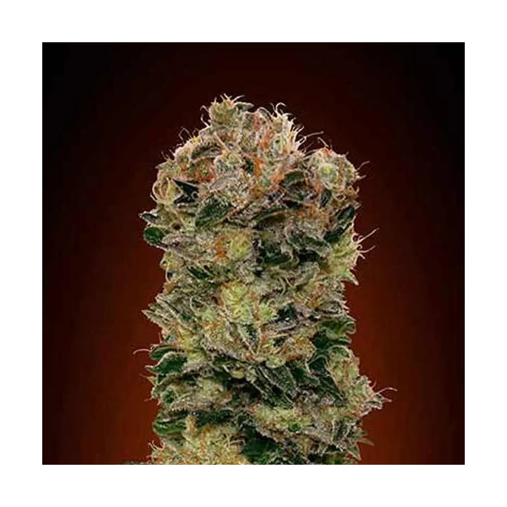 Auto Sweet Soma 00 Seeds Bank Autofloreciente