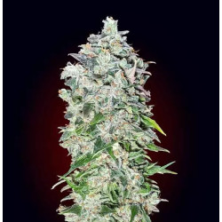 AUTO 00 KUSH