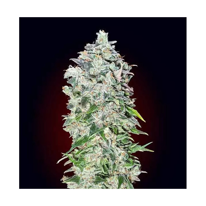 Auto 00 Kush 00 Seeds Bank Autofloreciente
