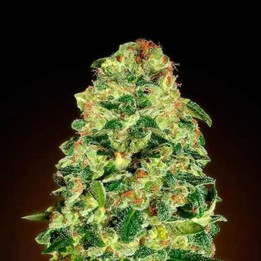  Auto California Kush 【00 Seeds Bank Autofloreciente】
