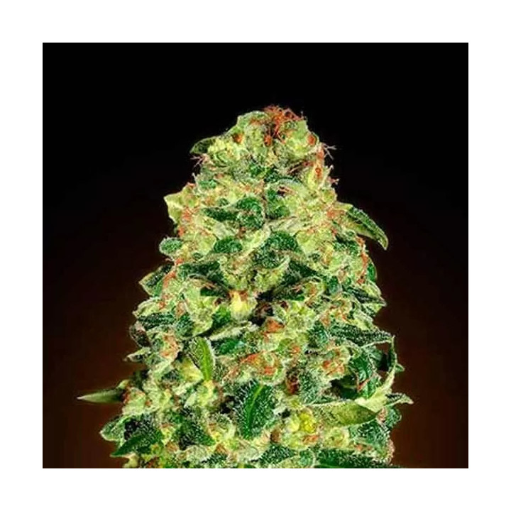 Auto California Kush 00 Seeds Bank Autofloreciente