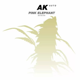  Auto Ak【a Granel Autofloreciente】