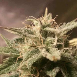  Auto Bubble 【Female Seeds Autofloreciente】