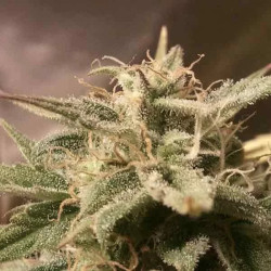Auto Bubble
