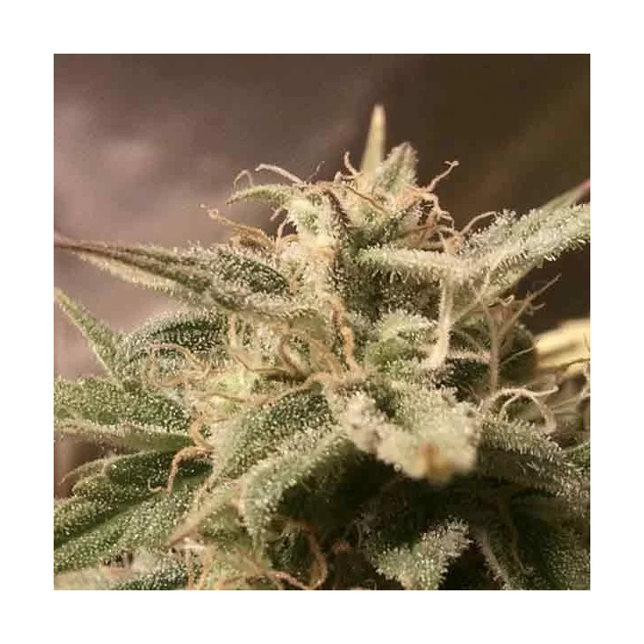 Auto Bubble Female Seeds Autofloreciente