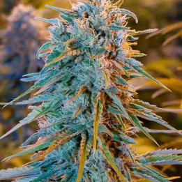 Blue Dream Feminizada 【Humboldt Seed】
