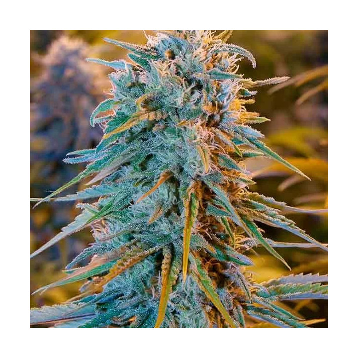 Blue Dream Feminizada Humboldt Seed