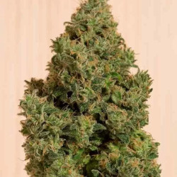 BLUE DREAM CBD