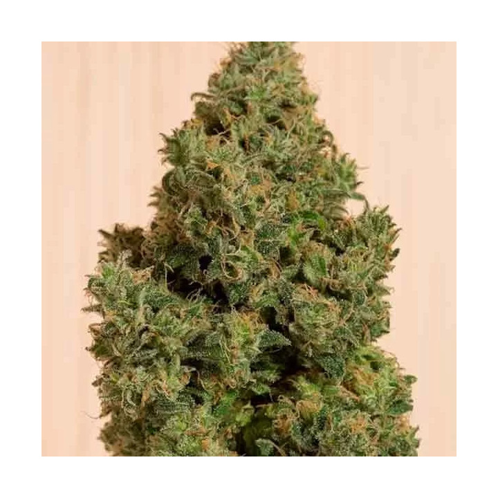 Blue Dream CBD Feminizada Humboldt Seed