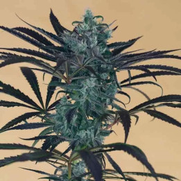 Blueberry Headband Feminizada 【Humboldt Seed】