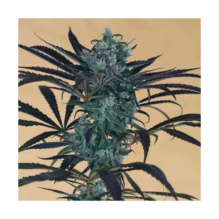 Blueberry Headband Feminizada Humboldt Seed