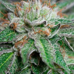 Bubba Kush