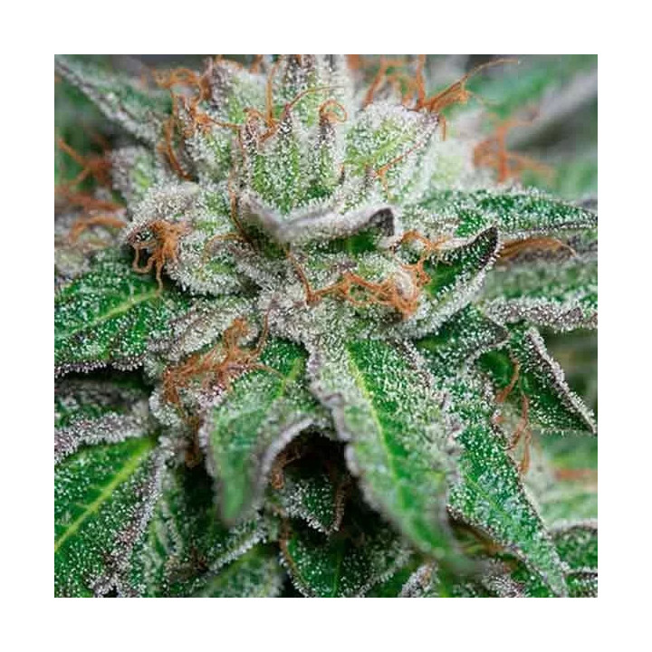 Bubba Kush Feminizada 【Humboldt Seed】