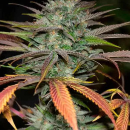 Bubba Kush 2.0 Feminizada 【Humboldt Seed】