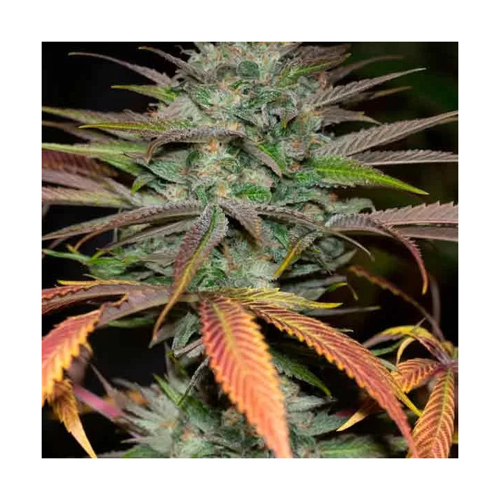 Bubba Kush 2.0 Feminizada 【Humboldt Seed】