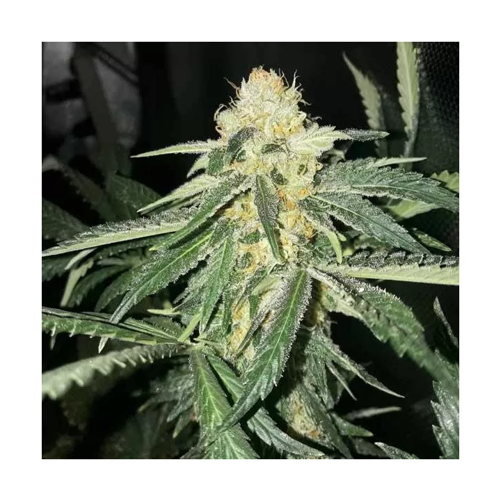 Gorilla OG Fast Version A Granel