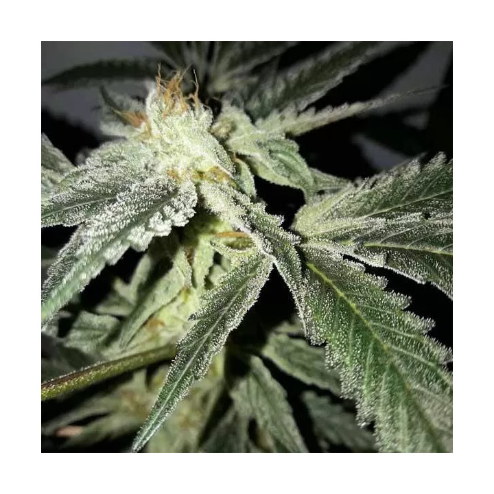 Gorilla OG Fast Version A Granel