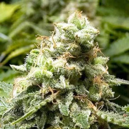 Early Widow Feminizada【Advanced Seeds】