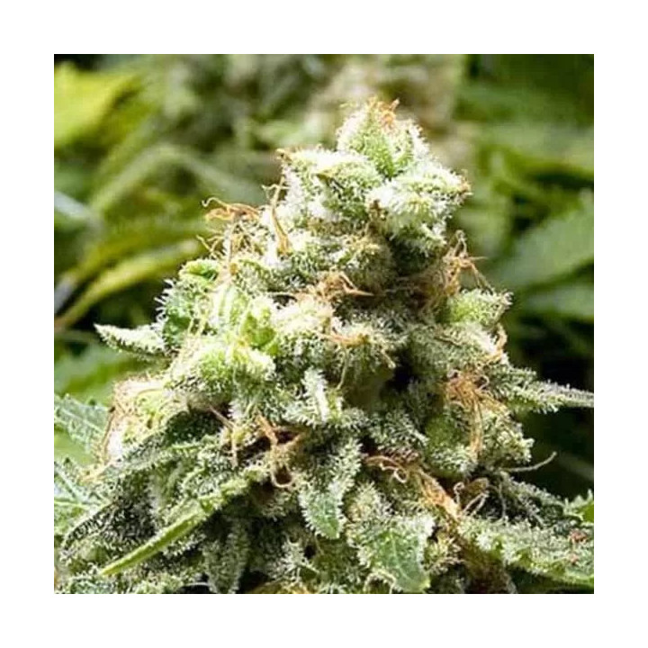 Early Widow FeminizadaAdvanced Seeds