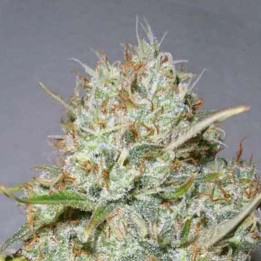  Shark Widow Feminizada【Advanced Seeds】