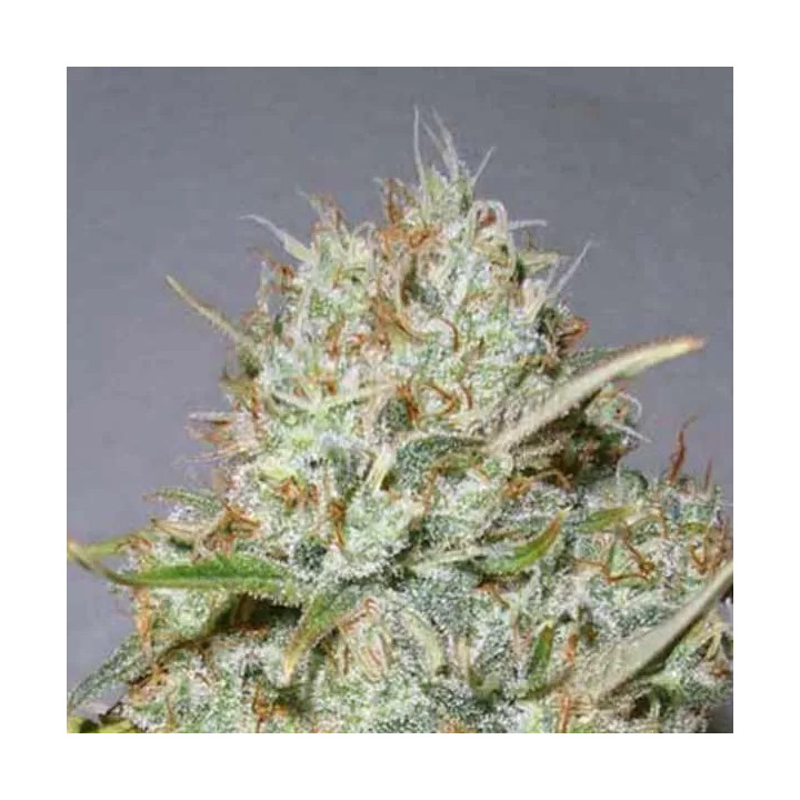 Shark Widow FeminizadaAdvanced Seeds
