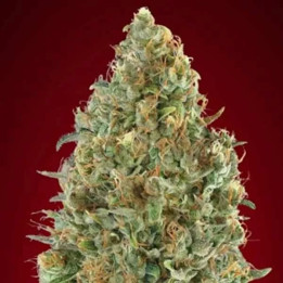  Auto Kaya 47【Advanced Seeds Autofloreciente】