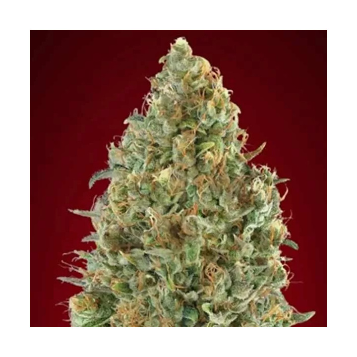 Auto Kaya 47Advanced Seeds Autofloreciente