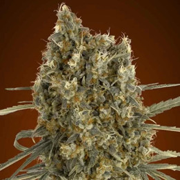  Auto Jack Herer【Advanced Seeds Autofloreciente】