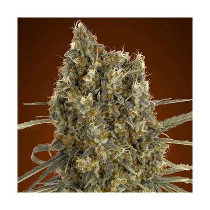 Auto Jack HererAdvanced Seeds Autofloreciente
