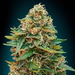 AUTO SKUNK 47