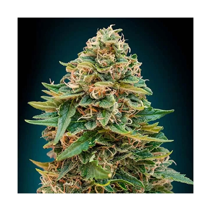 Auto Skunk 47Advanced Seeds Autofloreciente