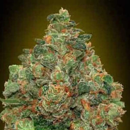  Auto Critical Soma【Advanced Seeds Autofloreciente】