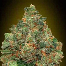 AUTO CRITICAL SOMA