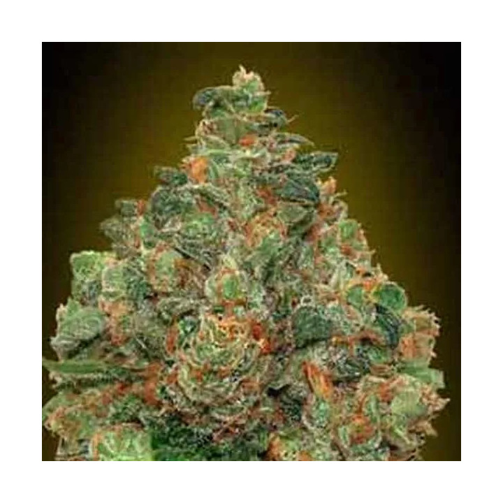 Auto Critical SomaAdvanced Seeds Autofloreciente