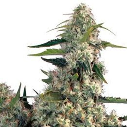  Quasar Feminizada【Buddha Seeds】