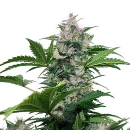  White Dwarf【Buddha Seeds Autofloreciente】