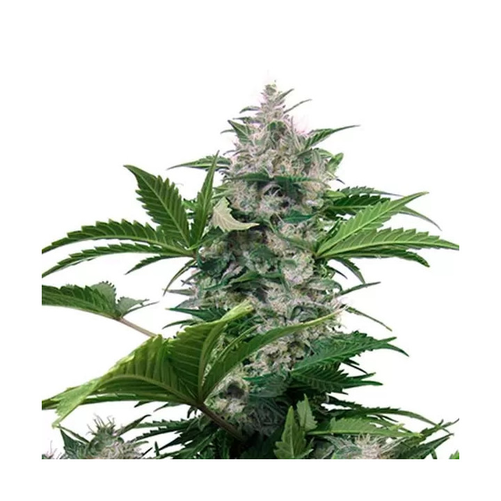 White DwarfBuddha Seeds Autofloreciente