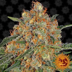 ORANGE SHERBERT