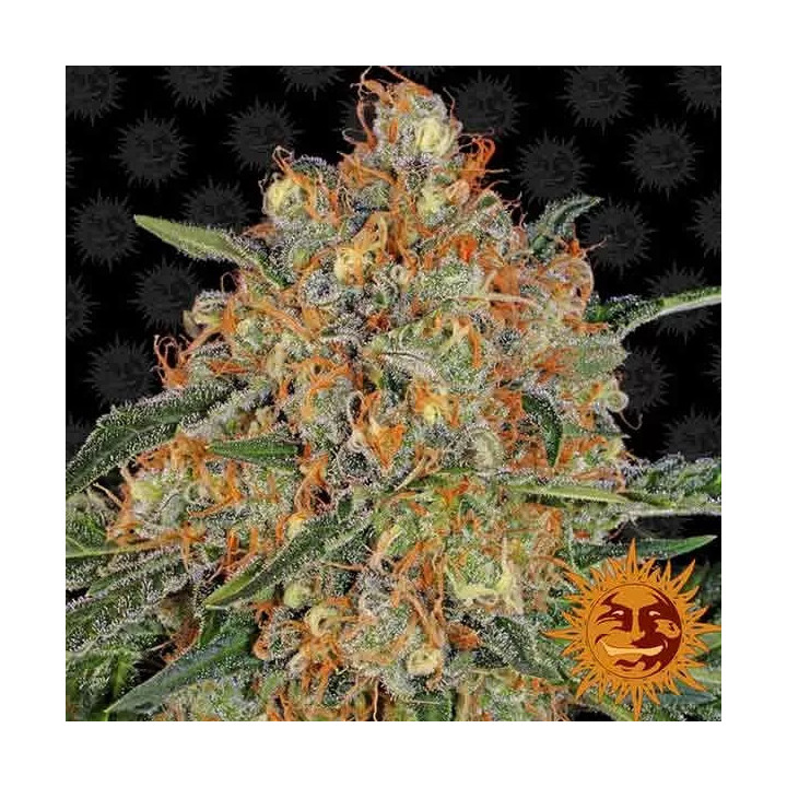Orange Sherbert Feminizada Barney's Farm