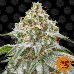 PINK KUSH