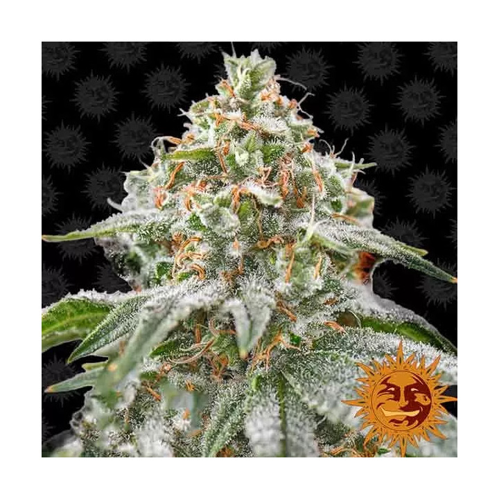Pink Kush Feminizada Barney's Farm