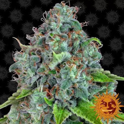 STRAWBERRY LEMONADE