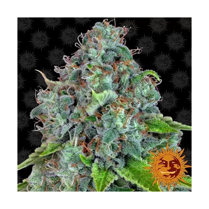 Strawberry Lemonade Feminizada Barney's Farm