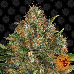 G13 Haze Regular