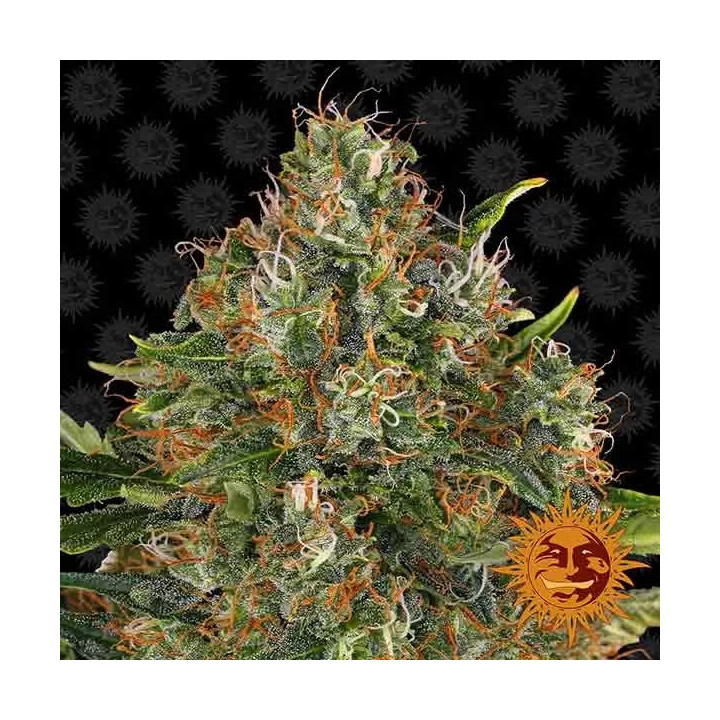 G13 Haze Regular Barney's Farm Regulares