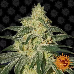  Afghan Hash Plant Regular 【Barney's Farm Regulares】
