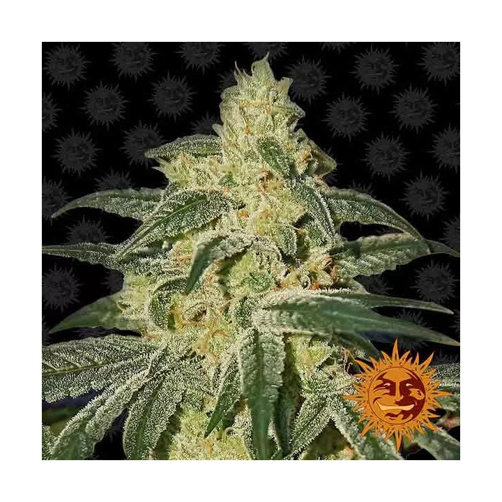 Afghan Hash Plant Regular Barney's Farm Regulares