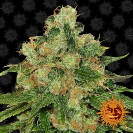  CBD Caramel Regular 【Barney's Farm Regulares】