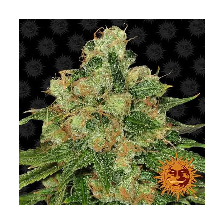 CBD Caramel Regular Barney's Farm Regulares